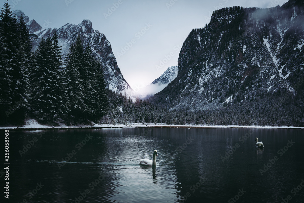 alpine lake during winter with a swan swimming in the water. beautiful winter snowy landscape of dobbiaco lake in south tyrol, italy alpine lake during winter with a swan swimming in the water. beautiful winter snowy landscape of dobbiaco lake in south tyrol, italy