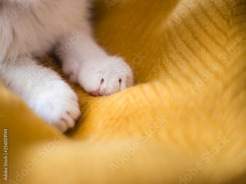 Bright white cat paws. Sleeping on yellow background, copy space. © mdyn