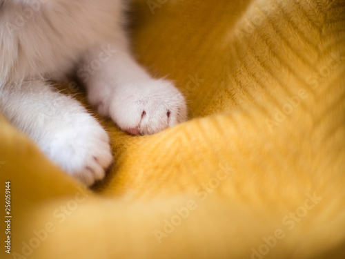 Bright white cat paws. Sleeping on yellow background, copy space.