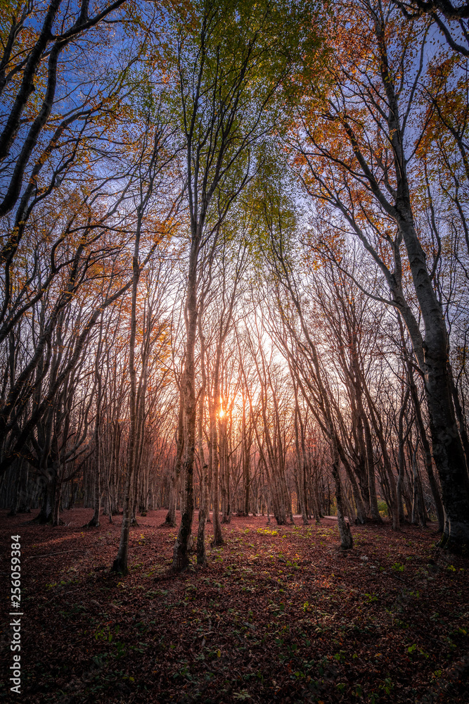 autumn trees in the forest. Beautiful vintage autumn landscape with fallen dry red leaves in beech forest. sunlight behind the trees in the woods