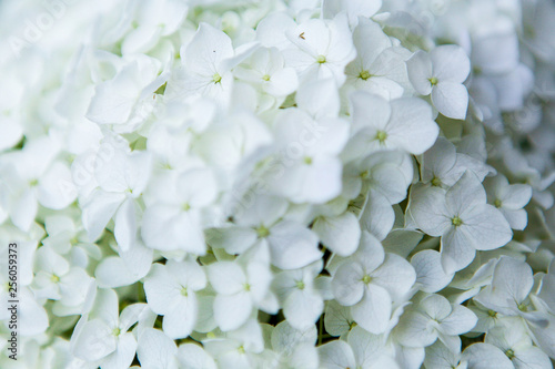 Close-up beautiful floral background white hydrangea flowers or Hydrangea macrophylla for abstract background © olenap