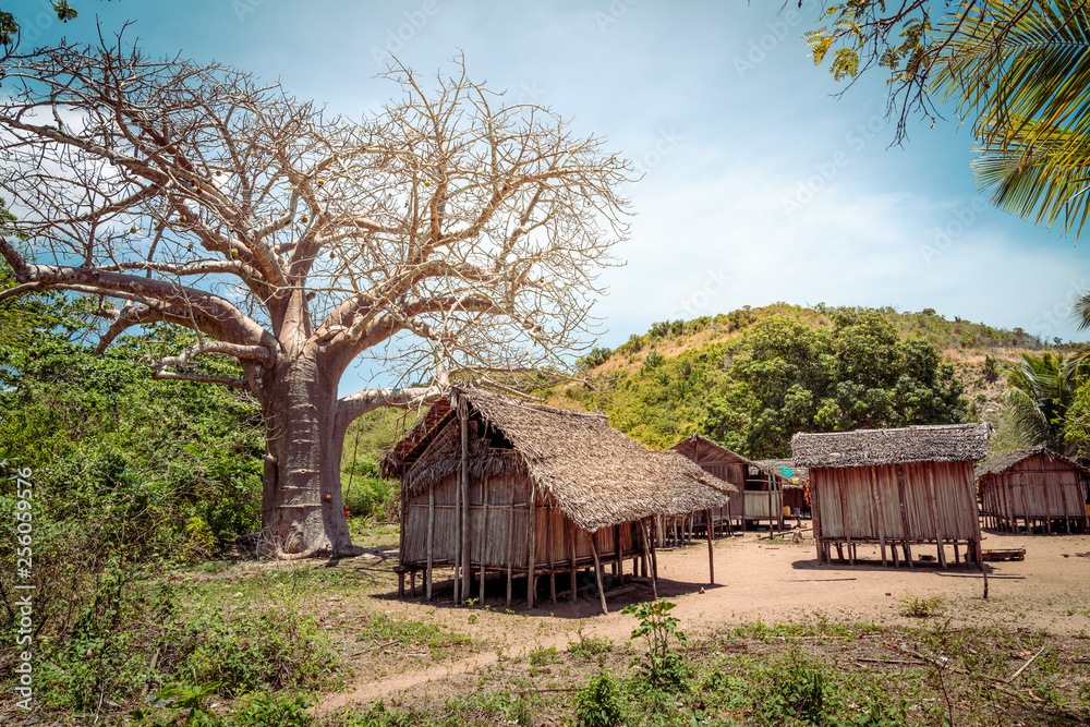 tropical African village in Madagascar, wooden huts and a baobab tree