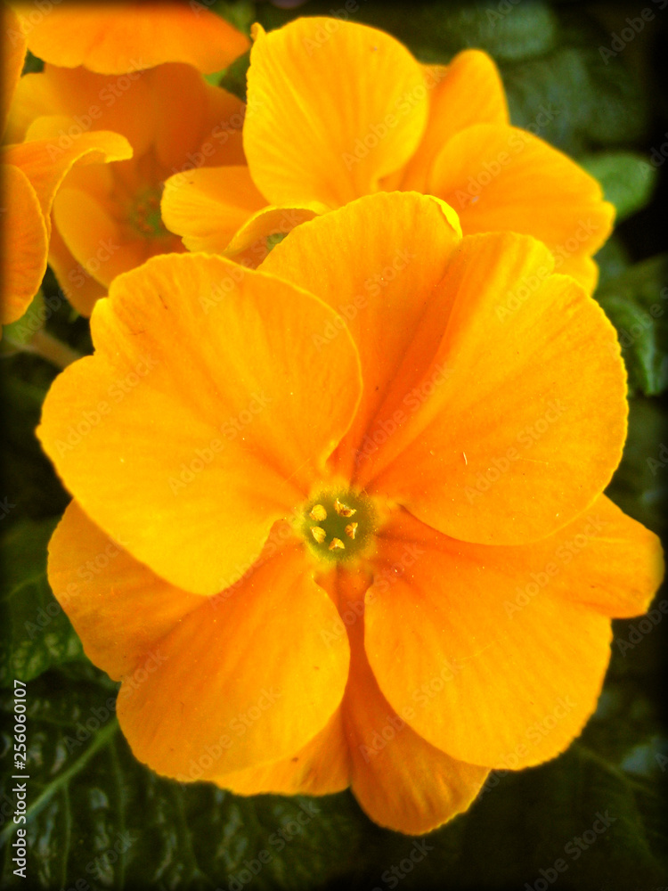Orange primula flowers family primulaceae background and wallpaper Orange primula flowers family primulaceae background and wallpaper