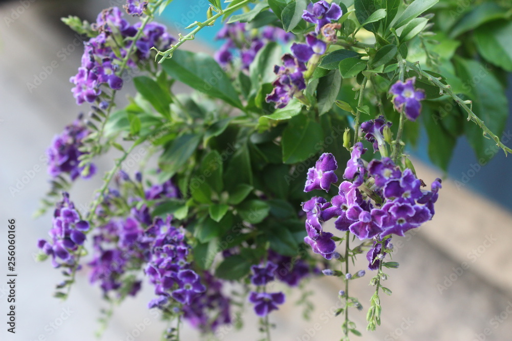 bunch of flowers bunch of flowers