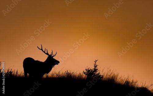 Elk Silhouette Background