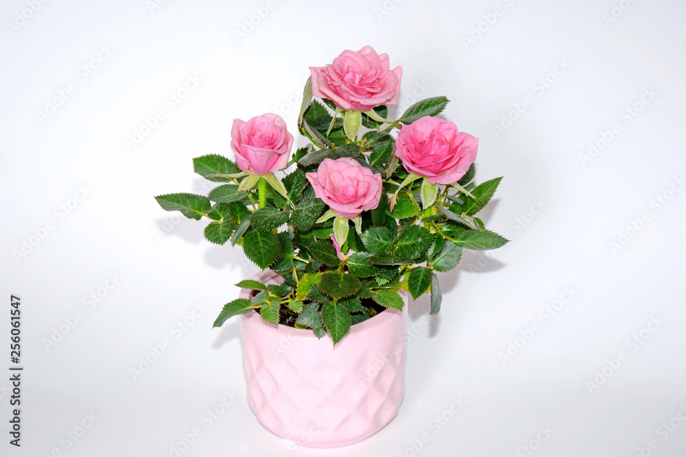 Pink Small Bush of Roses in a Pot Decoration Stock Photo