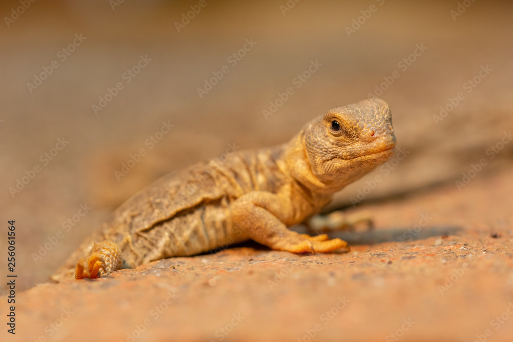 Uromastyx princeps or spiny-tailed lizard Uromastyx princeps or spiny-tailed lizard