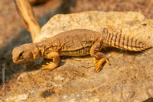 Uromastyx princeps or spiny-tailed lizard