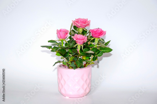 Wallpaper Mural Pink Small Bush of Roses in a Pot Decoration Stock Photo Torontodigital.ca