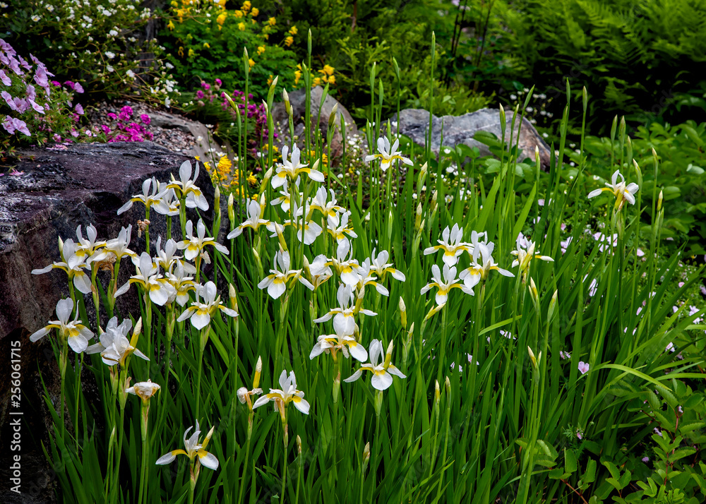 White Siberian iris flowering in the summer garden. White Siberian iris flowering in the summer garden.