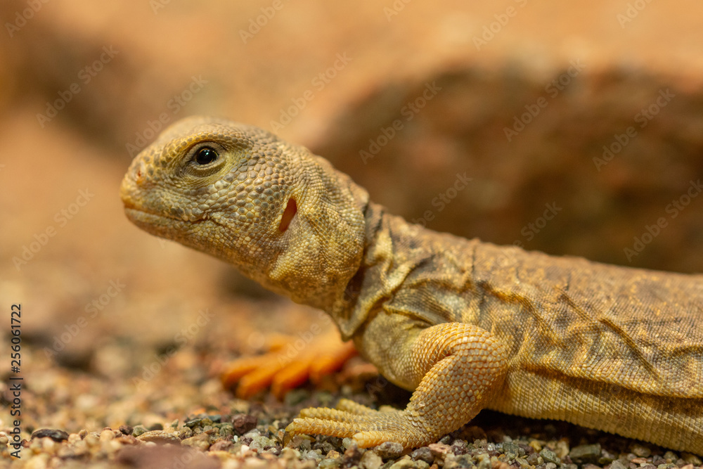 Fototapeta premium Uromastyx princeps or spiny-tailed lizard