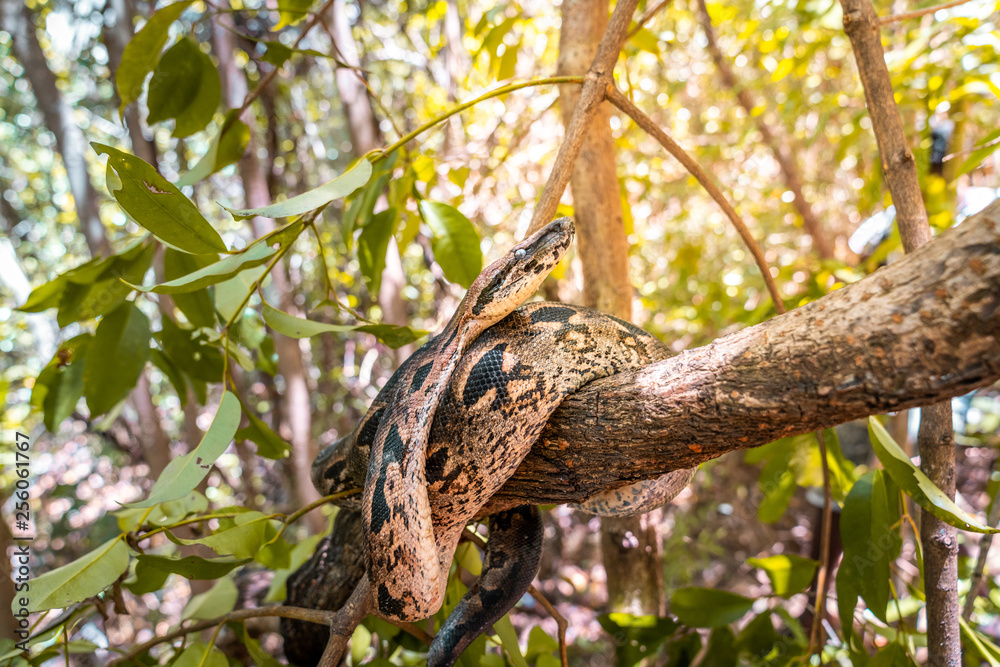 boa on a tree branch. wild madagascar ground boa resting on a tree in the forest of nosy komba. big snake in the jungle boa on a tree branch. wild madagascar ground boa resting on a tree in the forest of nosy komba. big snake in the jungle