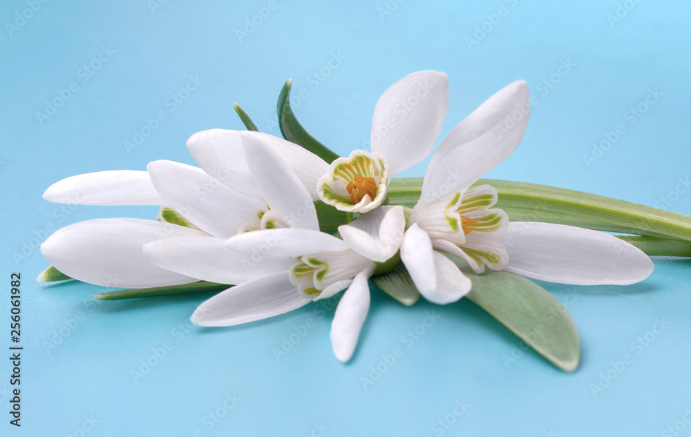 White flowers of snowdrops on isolated on blue background
