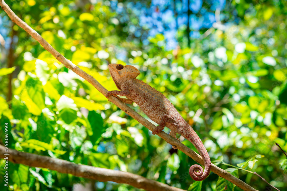 wild panther chameleon (furcifer pardalis), a species of chameleon endemic of Madagascar  and found often in tropical forest