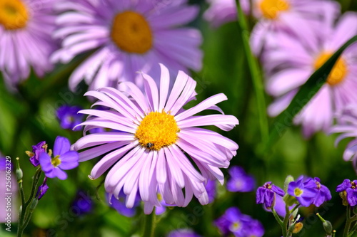 Aster Dumosus Daises Pink Daisy Violet Floral Portrait Stock Photo