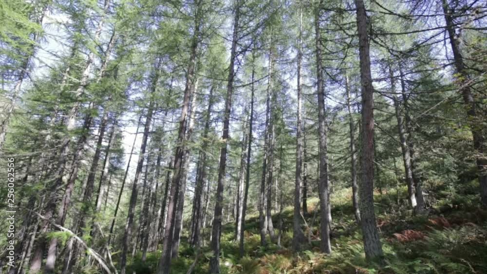 Sunbeams penetrate the fir and larch woods in the alpine valleys. Sunbeams penetrate the fir and larch woods in the alpine valleys.