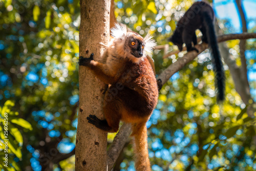 lemur on a tree endemic of lokobe island in nosy be, madagascar, africa photo