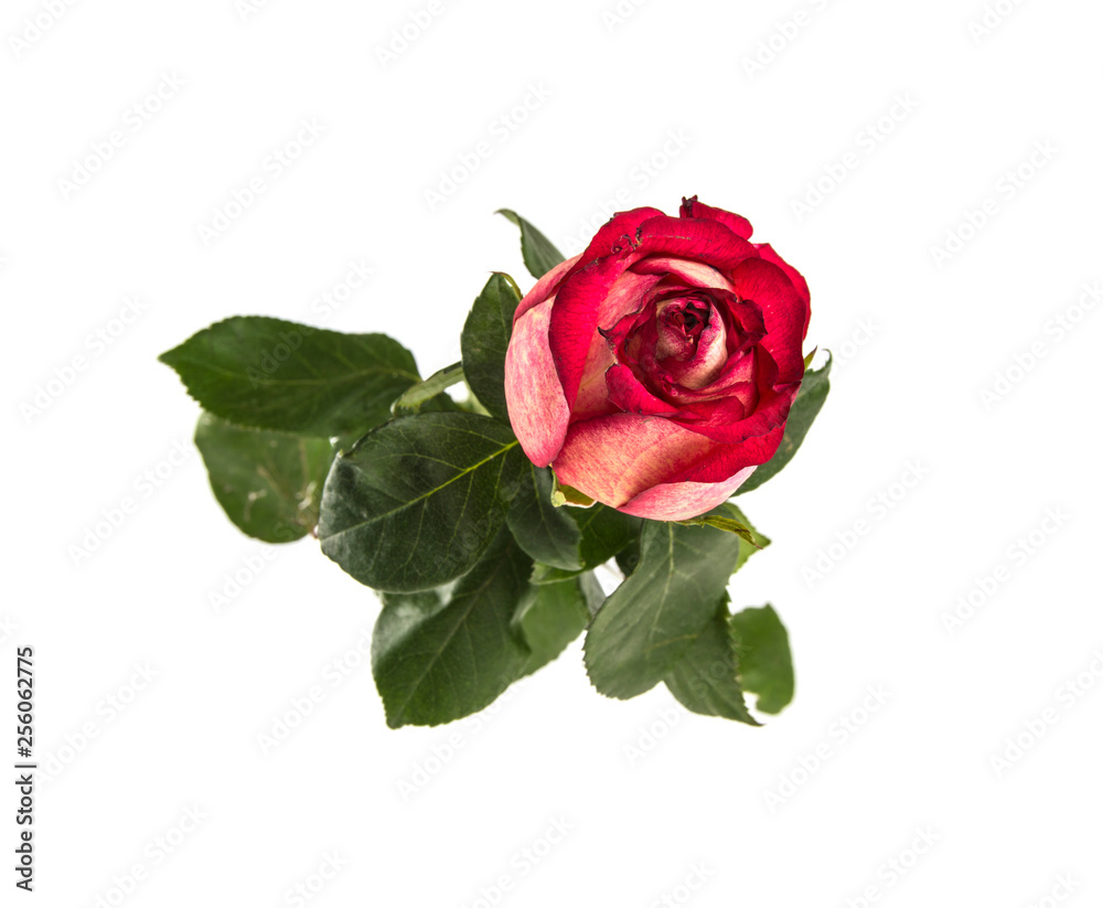 Fototapeta premium rose isolated on white background