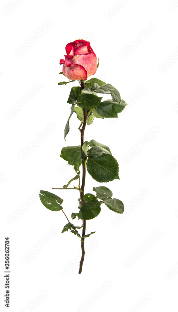 Fototapeta premium rose isolated on white background