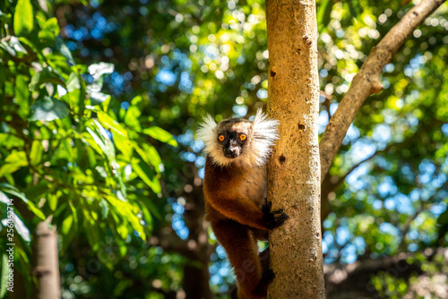 lemur on a tree endemic of lokobe island in nosy be, madagascar, africa