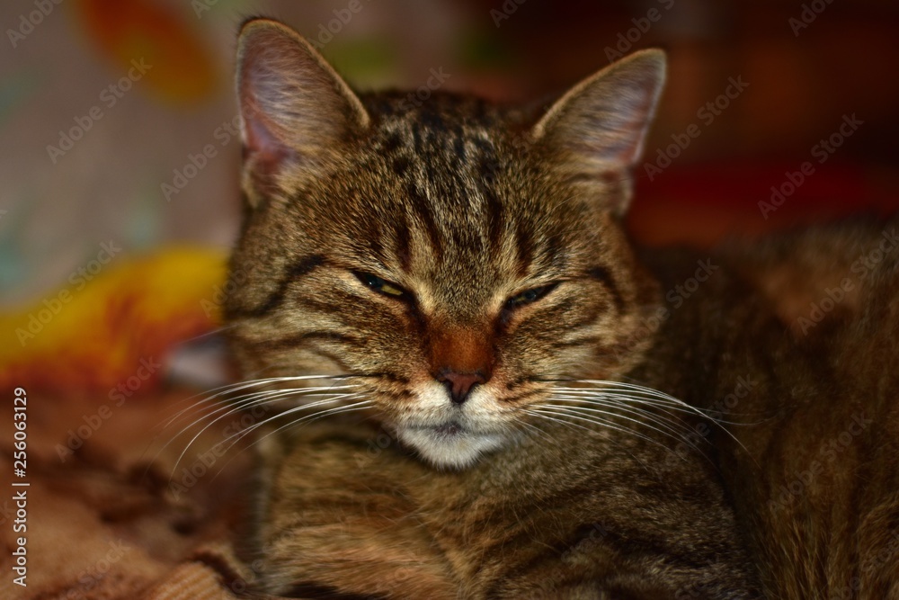 Obraz premium Beautiful striped cat