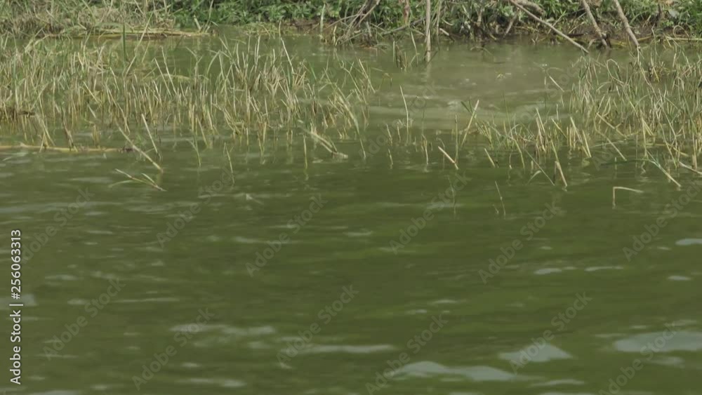 Crocodile Entering Water Crocodile Entering Water