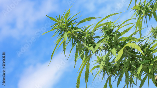 Flowering Marijuana Cannabis Plant On Blue Slightly Cloudy Sky