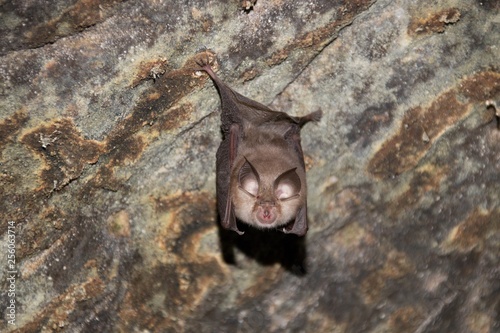 Bat in a cave, Vrapenec maly (Rhinolophus hipposideros), Czech Republic