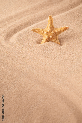 one single sea star or starfish on tropical beach sand. Concept for summer holiday vacation. Sandy background with empty space.