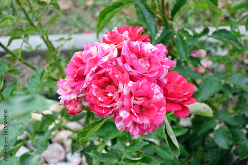 Pink Roses Rose Bouquet Portrait Rosa Home Gardening and Planting Stock Photo