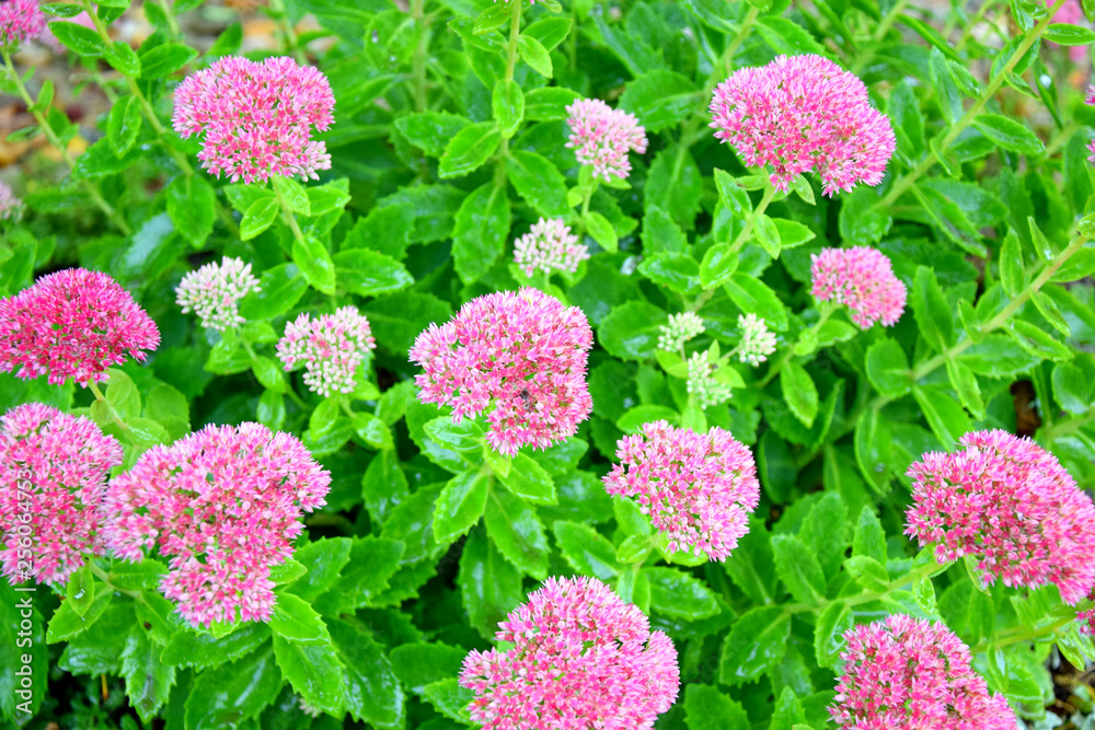 Home Garden Park Pink Flowers Planting and Gardening Background Stock Photo Home Garden Park Pink Flowers Planting and Gardening Background Stock Photo