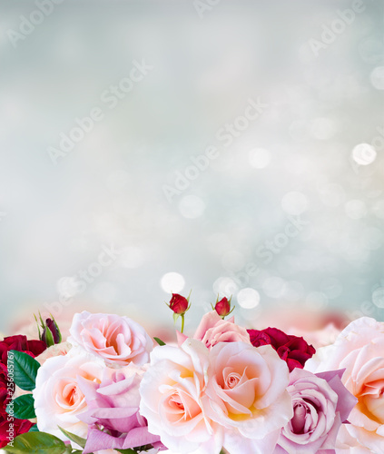 Pink blooming roses