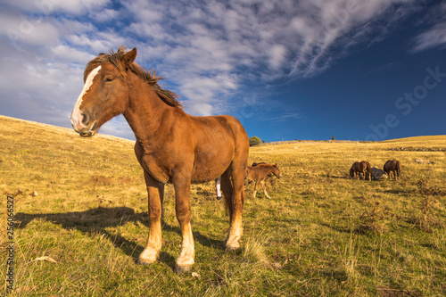 Beautiful brown horse in poses under a blue sky