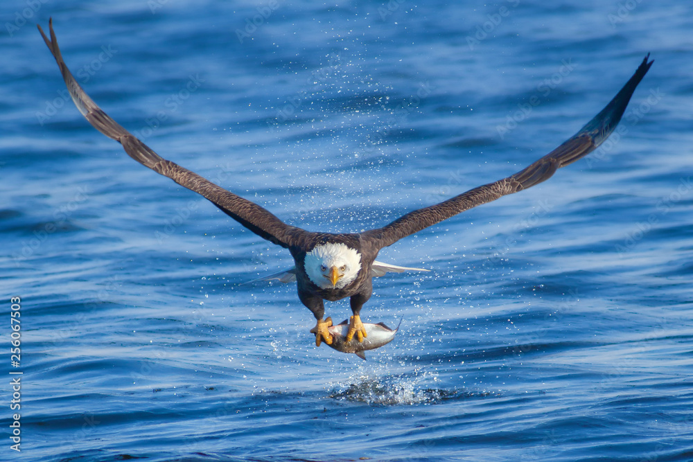 Bald eagle catching fish Stock Photo