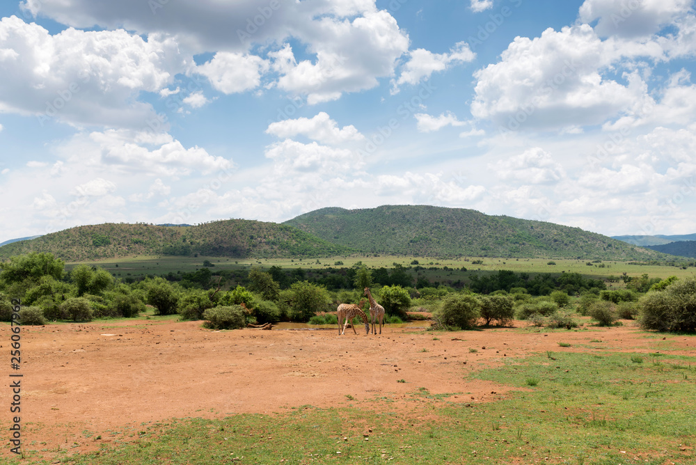 Giraffes in South Africa. Giraffes in South Africa.
