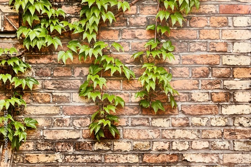 Ivy on a wall photo