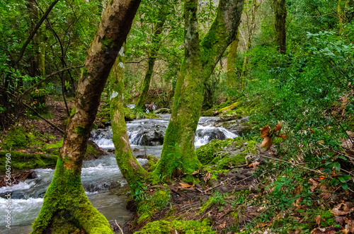 path in forest