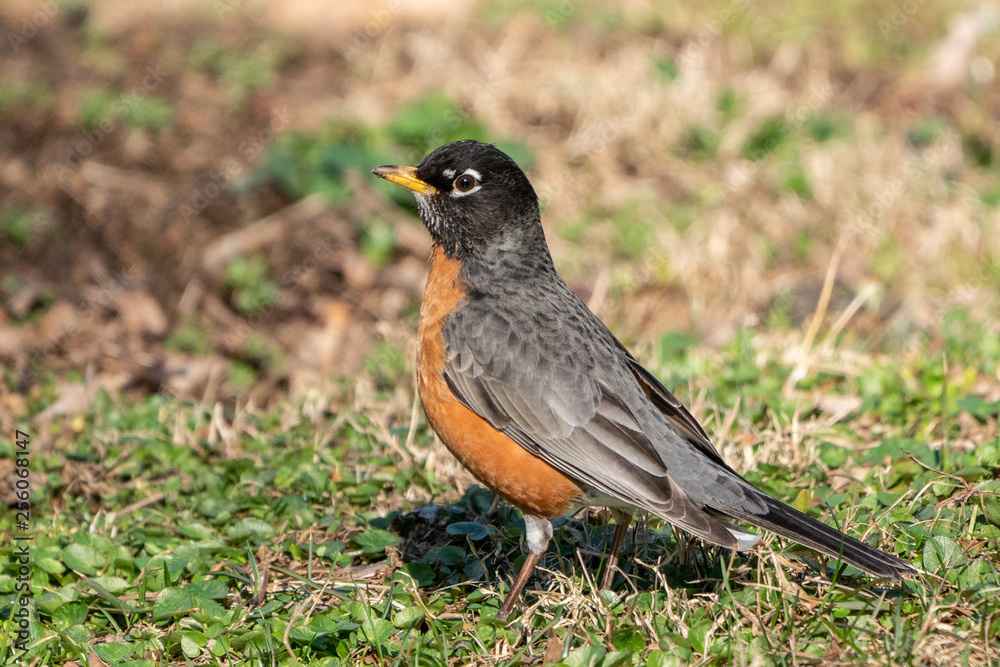 American Robin (turns migrators) looking for worms on spring morning. American Robin (turns migrators) looking for worms on spring morning.