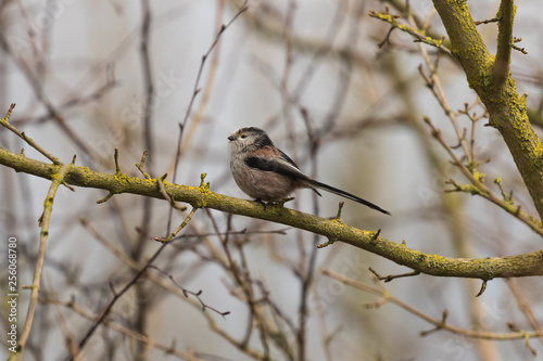 LONG TAILED TIT SITTING ON BRANCH