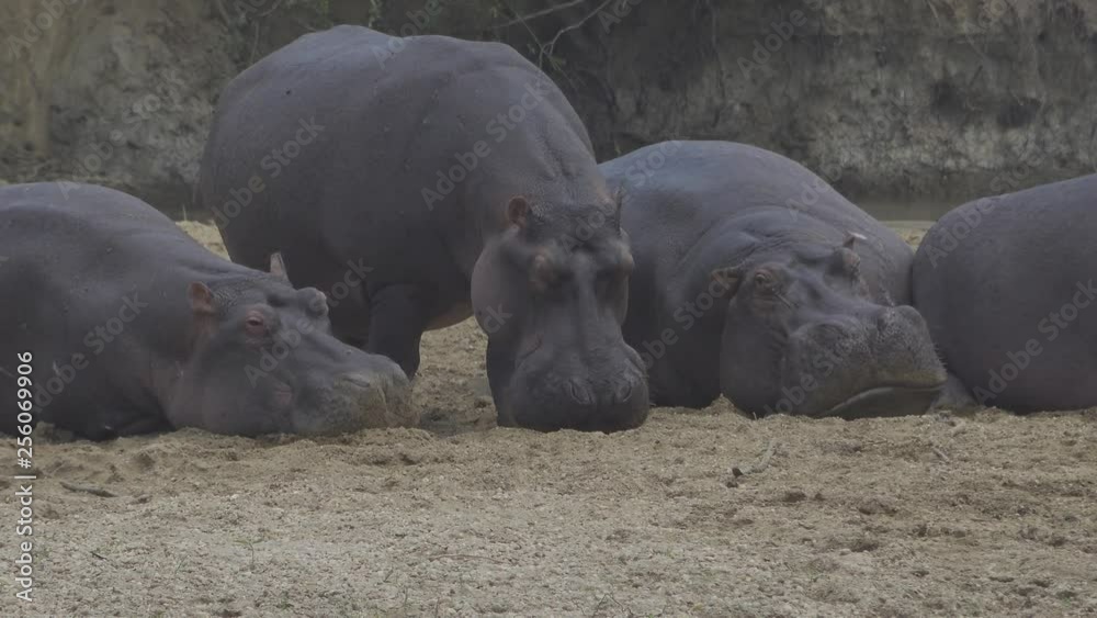 Hippopotamus Yawning Hippopotamus Yawning