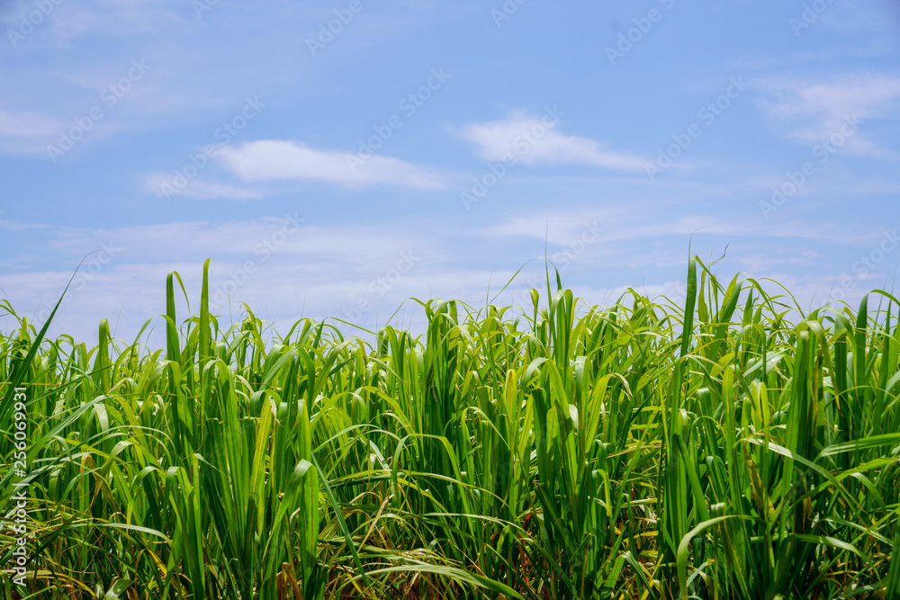 Fototapeta premium 波照間島の風景