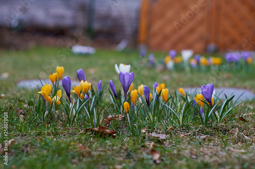 Crocusses in spring in munich bavaria photo