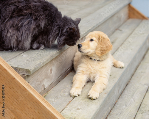 Photography Cute, funny animal friends golden retriever puppy dog and cat pets