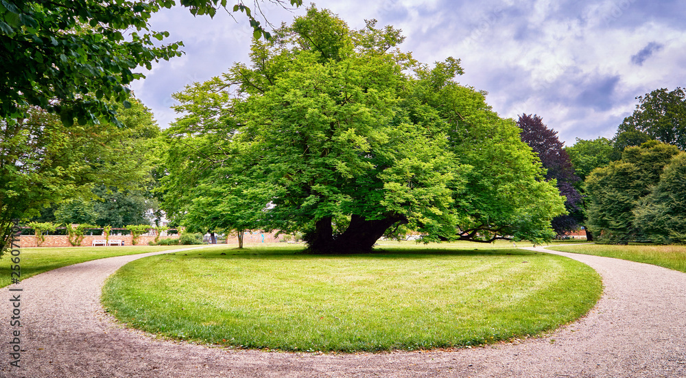 Big old tree in the park. Schwerin, Germany