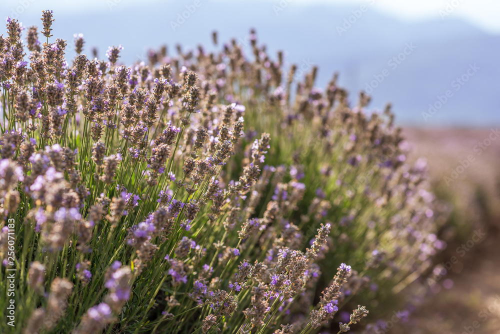Obraz premium Blooming lavender in a field at sunset.