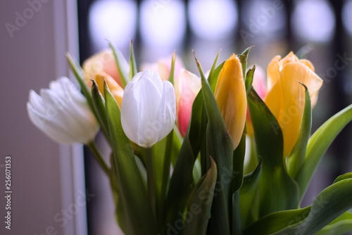 bukiet tulipanów na pięknie rozmytym tle