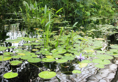 Pond with flowering lilies