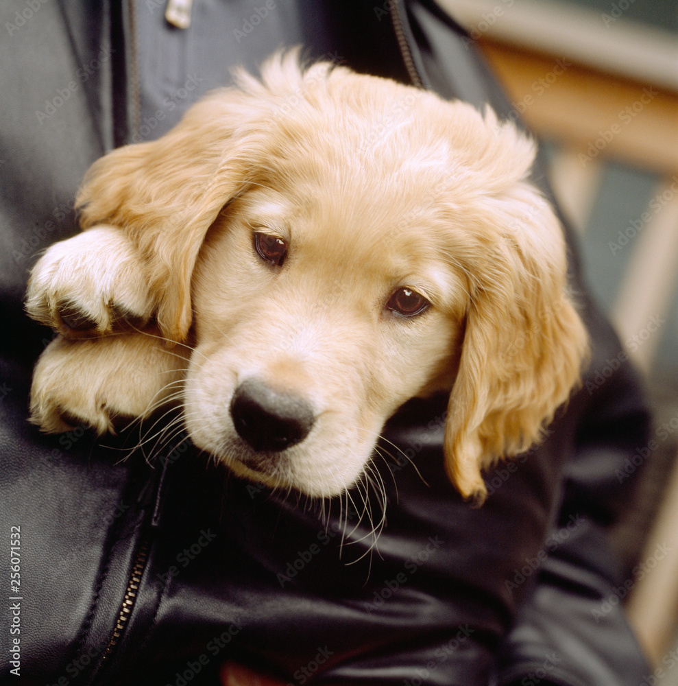 Golden retriever clearance puppy coat