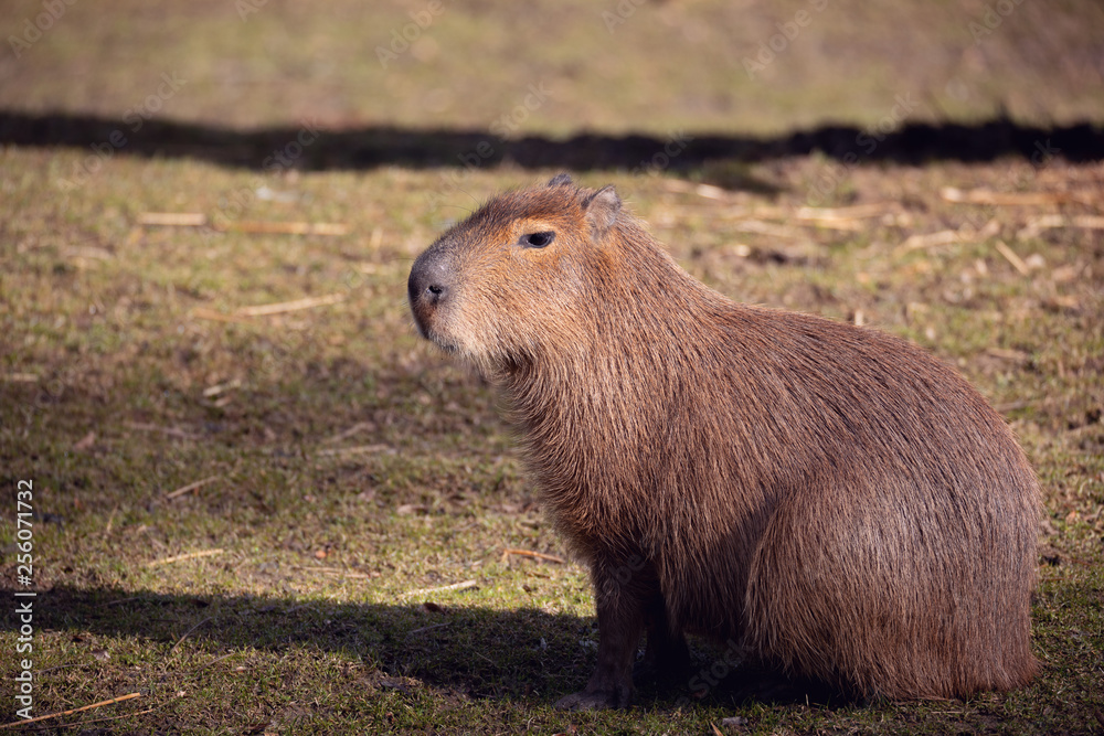 Close up photo of Capybara, Hydrochoerus hydrochaeris, the largest rodent Close up photo of Capybara, Hydrochoerus hydrochaeris, the largest rodent