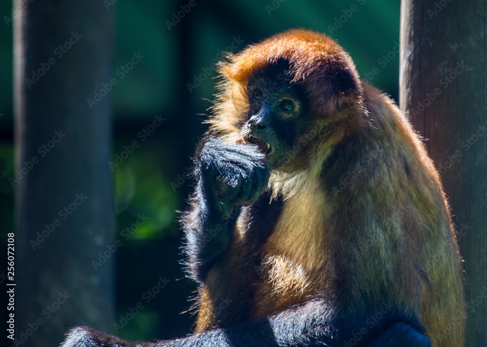 Naklejka premium Central American squirrel monkey (Saimiri oerstedii)